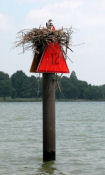 Channel marker on post with bird's nest.